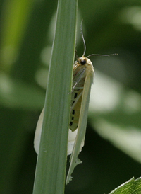 Delicate Cycnia